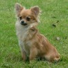 Čivava - Chihuahua