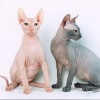 Sphynx